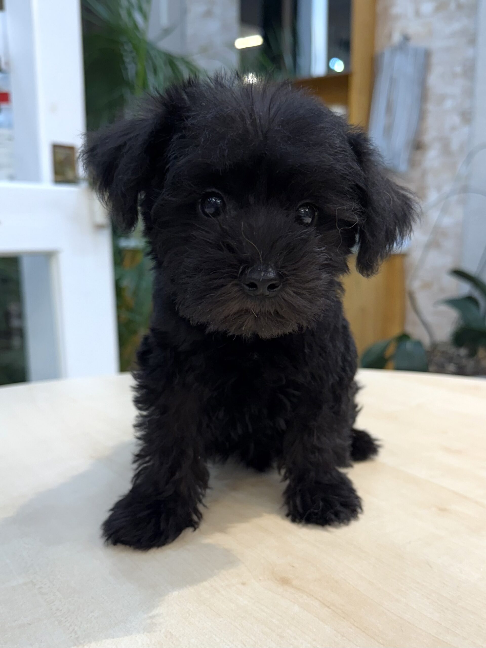 puppy photo