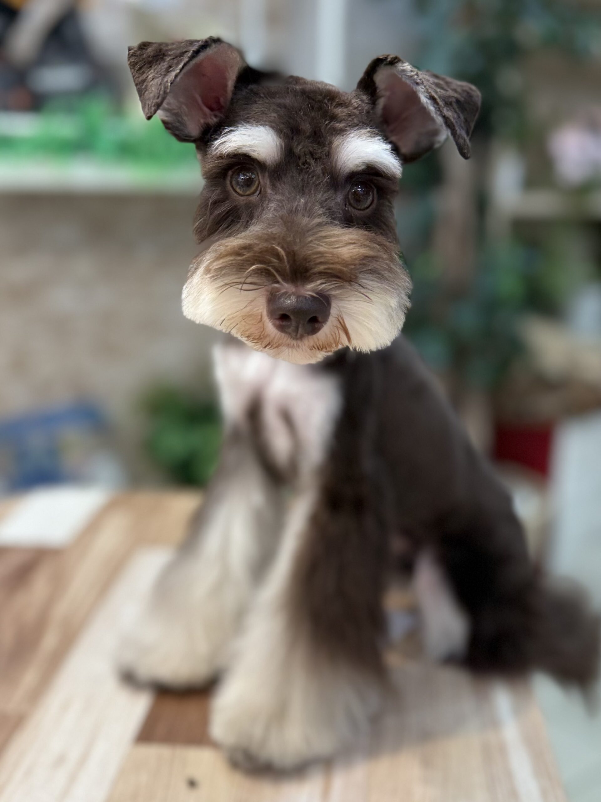 puppy photo