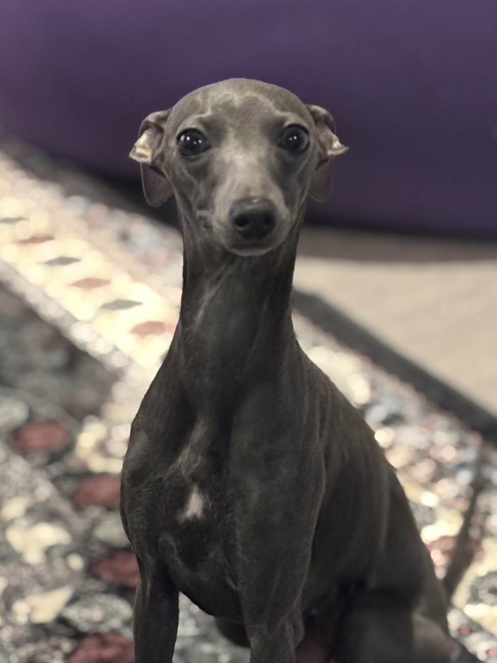 puppy photo