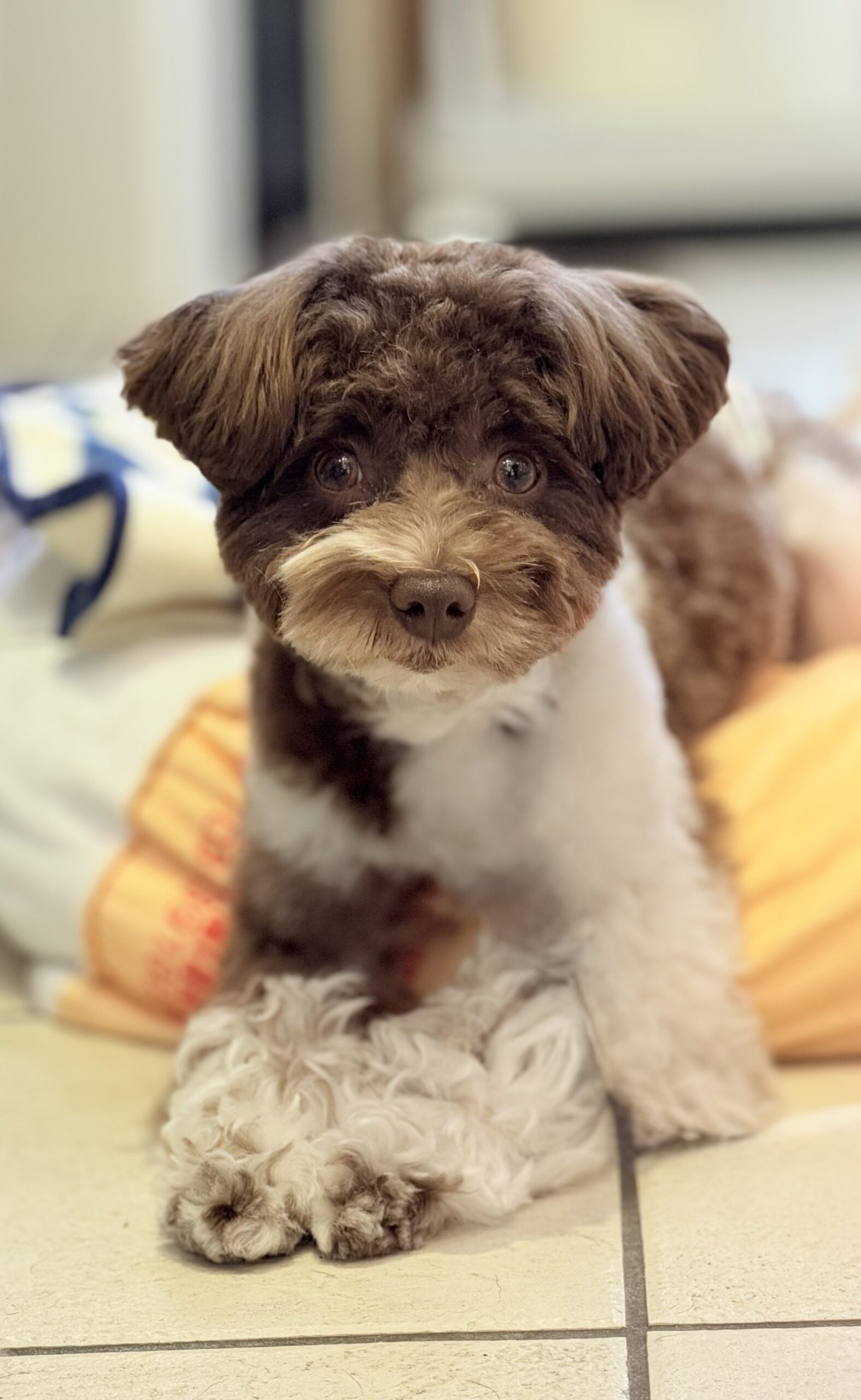puppy photo