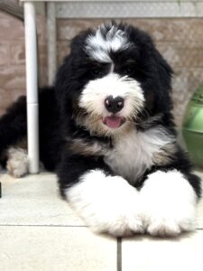 bernedoodle