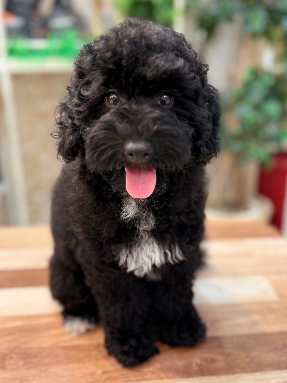 puppy photo