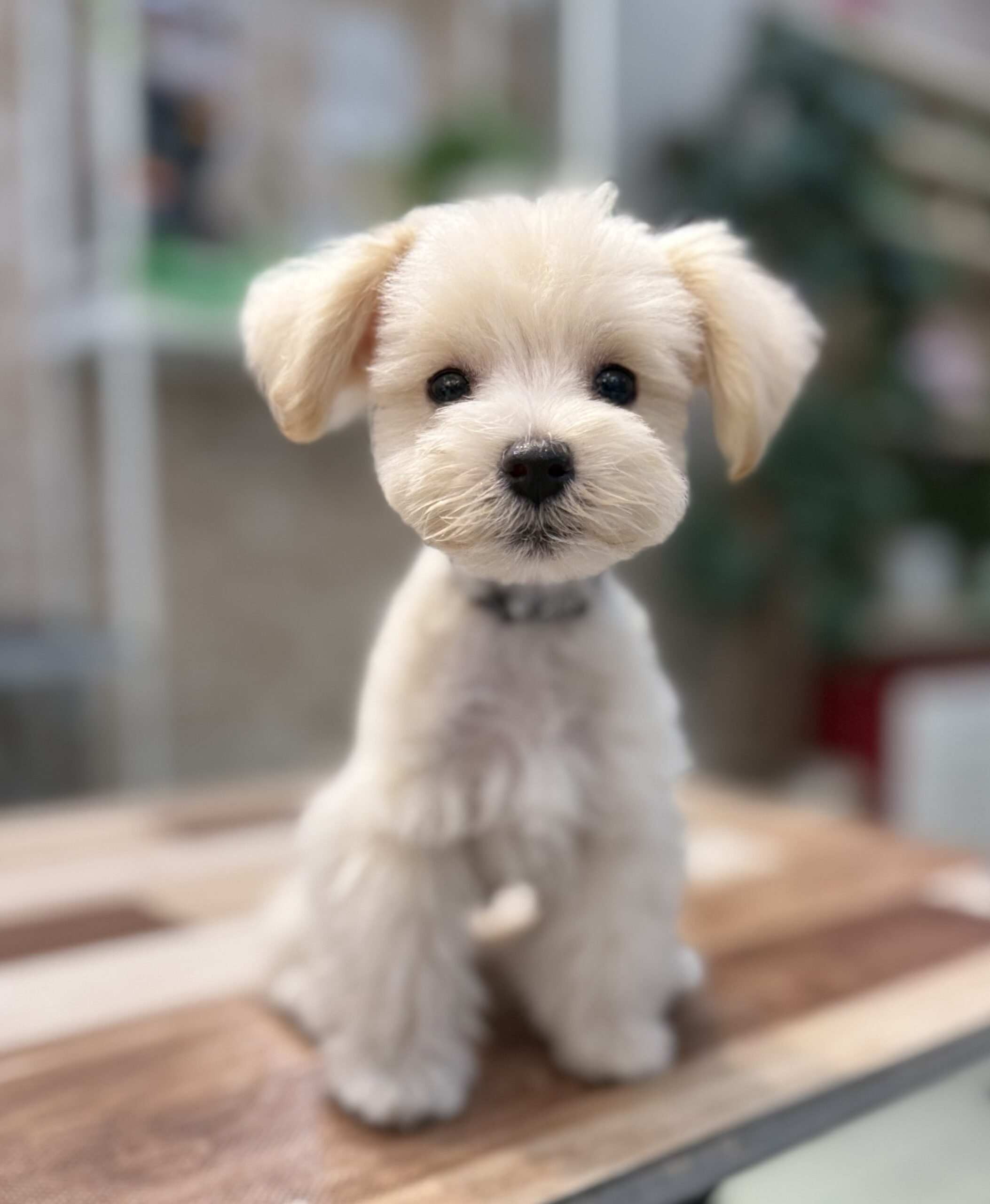 puppy photo