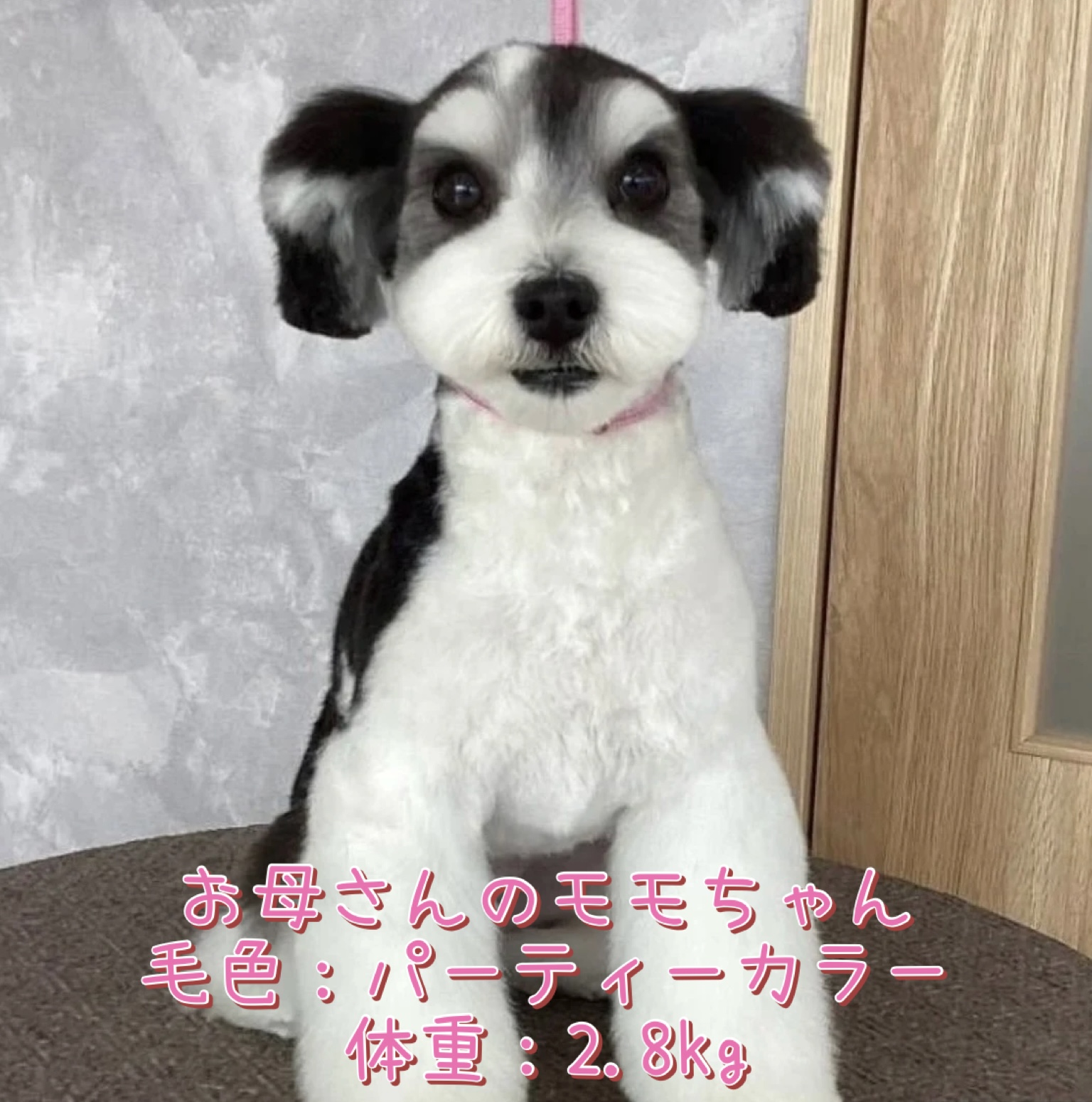puppy photo 2